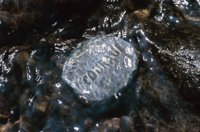 010426_0732_0069_nsls.jpg