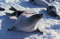 010309_0801_0680_nsls.jpg