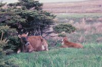 010309_0801_0670_nsls.jpg
