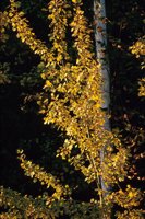 010309_0801_0561_nsls.jpg