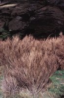 010309_0801_0560_nsls.jpg
