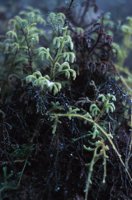 010309_0801_0550_nsls.jpg