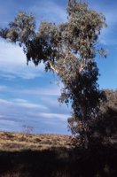 010309_0801_0539_nsls.jpg