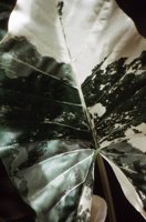 010309_0801_0538_nsls.jpg
