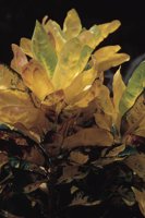 010309_0801_0524_nsls.jpg