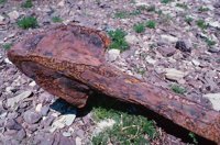 010309_0801_0455_nsls.jpg
