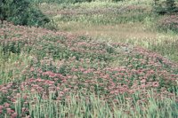 010309_0801_0370_nsls.jpg