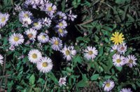 010309_0801_0316_nsls.jpg