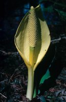 010309_0801_0233_nsls.jpg