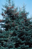 010309_0801_0164_nsls.jpg