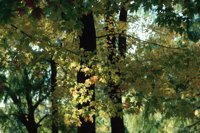 010309_0801_0117_nsls.jpg