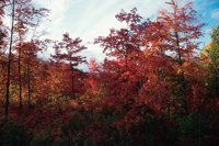 010309_0801_0114_nsls.jpg