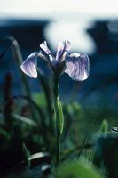 010309_0801_0079_nsls.jpg