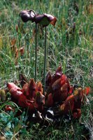 010309_0801_0075_nsls.jpg