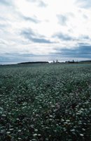 010309_0801_0053_nsls.jpg