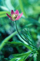 010309_0801_0051_nsls.jpg