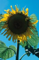 010309_0801_0050_nsls.jpg