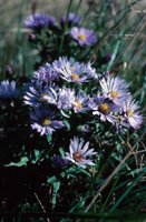 010309_0801_0049_nsls.jpg