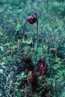 010309_0801_0046_nsls.jpg
