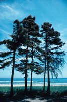 010309_0801_0023_nsls.jpg