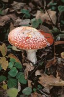 000801_0398_0009_tsls.jpg