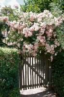 010704_0832_0687_nsls.jpg