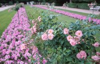 010704_0832_0173_nsls.jpg
