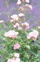 010704_0832_0168_nsls.jpg
