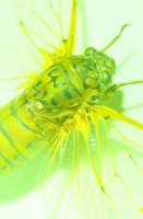010604_0785_0012_lsls.jpg