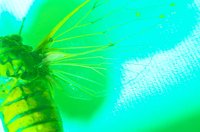 010604_0785_0008_lsls.jpg
