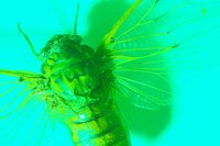 010604_0785_0005_lsls.jpg