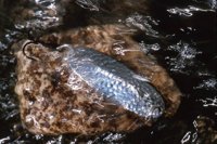 010426_0732_0050_nsls.jpg