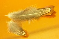 010328_0751_0001_lsls.jpg