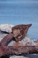 010309_0801_0352_nsls.jpg