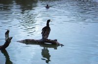 010309_0775_0962_nsls.jpg