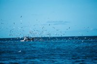 010309_0775_0836_nsls.jpg
