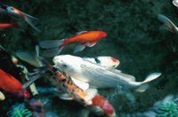 010309_0775_0735_nsls.jpg