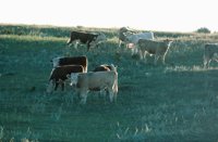010309_0775_0653_nsls.jpg