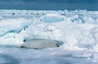 010309_0775_0649_nsls.jpg