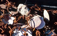010309_0775_0569_nsls.jpg