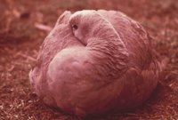 010309_0775_0445_nsls.jpg
