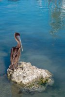 001109_0549_0247_nsls.jpg