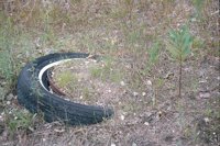 000909_0493_0016_nsls.jpg