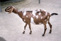 000909_0491_0033_nsls.jpg