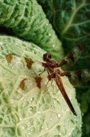 000907_0486_0039_nsls.jpg