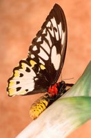 000907_0486_0031_nsls.jpg