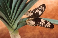 000907_0486_0025_nsls.jpg