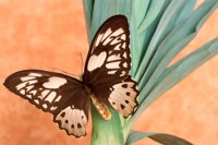 000907_0486_0023_nsls.jpg