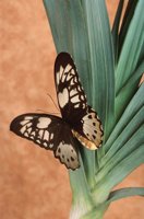 000907_0486_0021_nsls.jpg