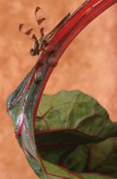 000907_0486_0001_nsls.jpg